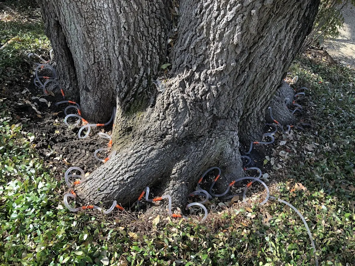 Detailed Tree Cabling and Bracing job site in Maybrook
