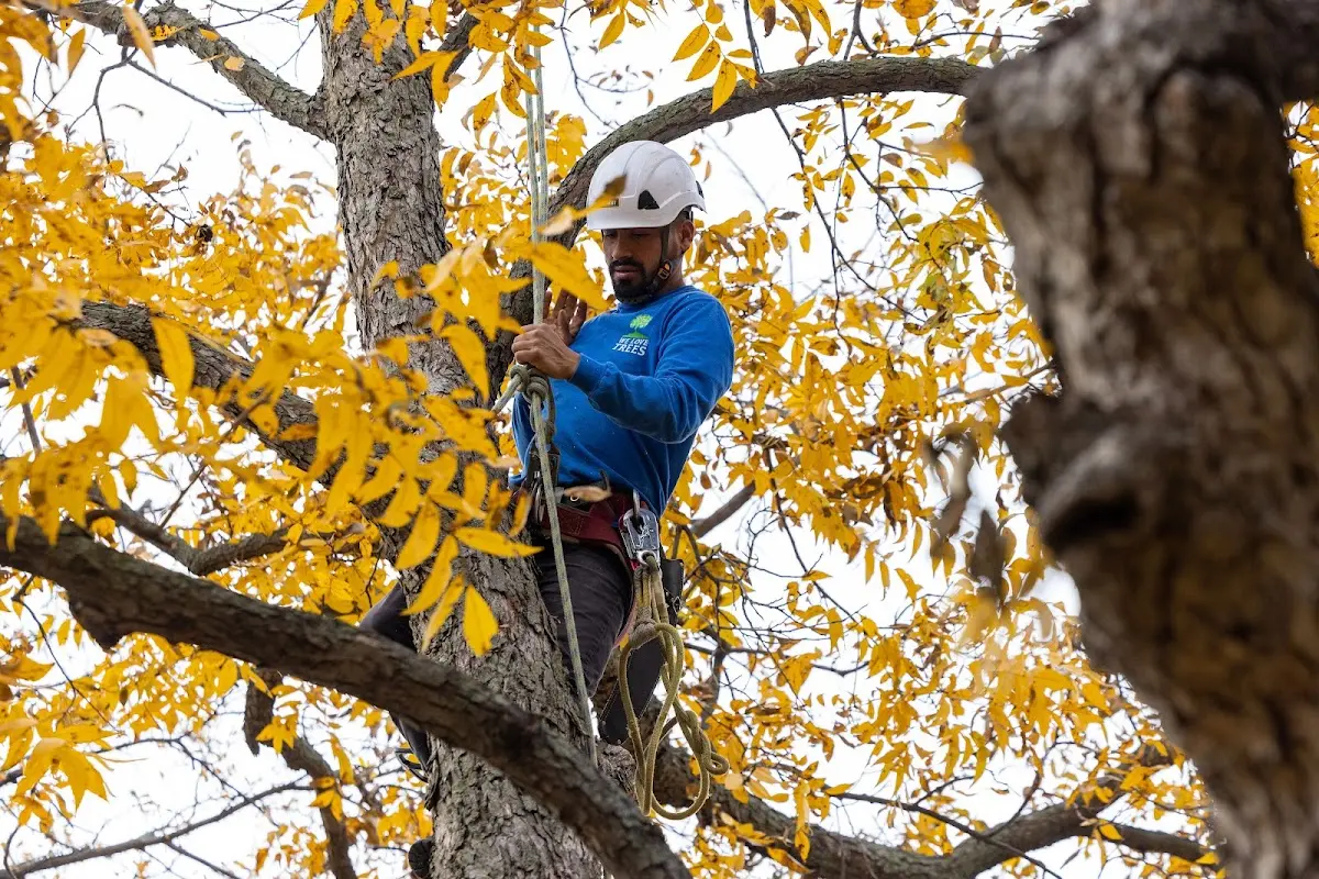 Skilled Tree Planting crew working in Maybrook