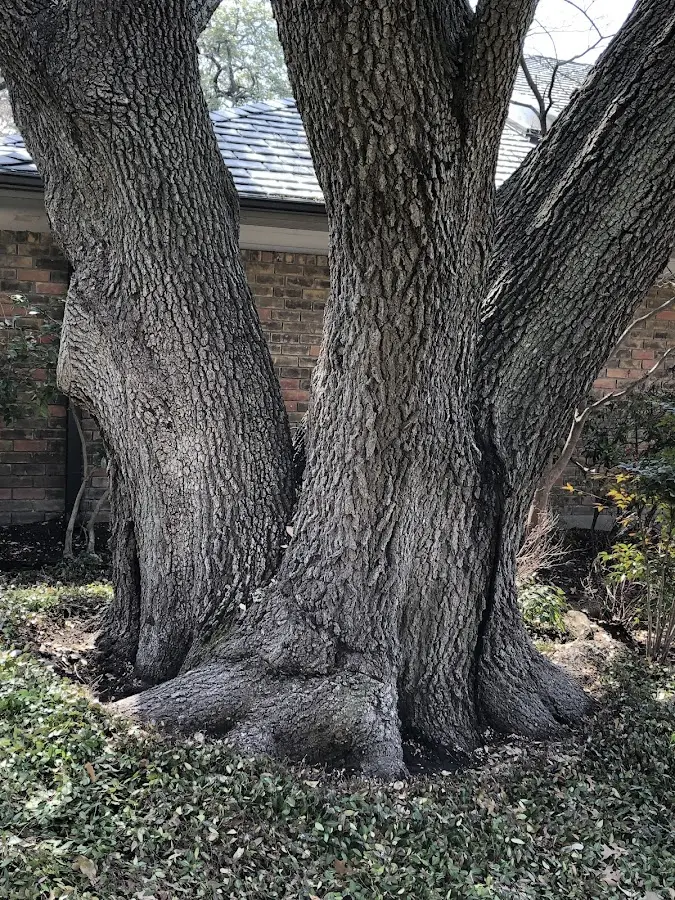 Mature heritage tree close to a Maybrook property cared for by certified arborists